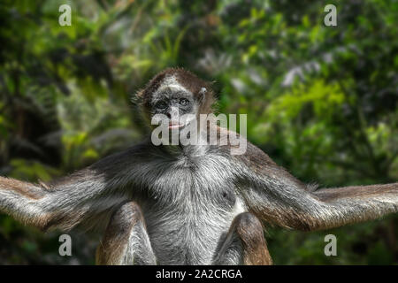 Brown spider monkey / variegated spider monkey (Ateles hybridus) in rain forest, native to Colombia and Venezuela Stock Photo