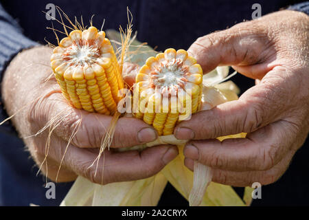 Farmer holding ripe corn cobs in hand Stock Photo