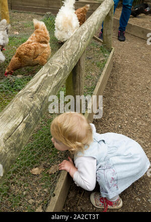 Toddler looking at chickens through fence, UK Stock Photo