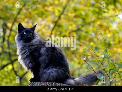 A black smoke norwegian forest cat sitting on a stump in autumn forest Stock Photo