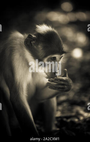 monkey portrait at the zoo in Rome Stock Photo