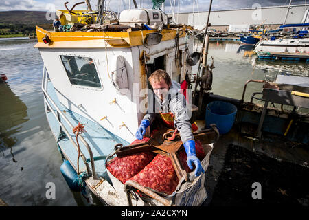 A fisherman at Warrenpoint dock hauls in bags of green crabs caught in Narrow Water to be exported to France. Uncertainty around the Irish border following the UK's departure from the EU is causing fear, residents have warned. There was concern on Wednesday over the UK's acknowledgement there would be new customs checks for cross-border trade. Stock Photo