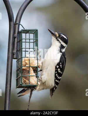 Female Hairy Woodpecker at the Feeder Stock Photo