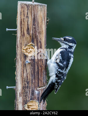 Female Hairy Woodpecker at the Feeder Stock Photo