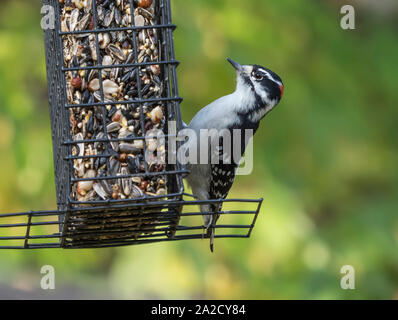 Male Downy Woodpecker at a Feeder Stock Photo