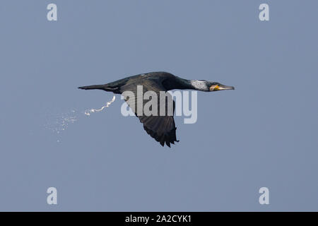Great Cormorant (Phalacrocorax carbo) in flight Stock Photo