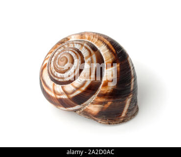Land snail shell isolated on white Stock Photo