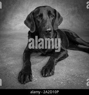 Portrait of Labrador Great Dane Mixed Dog Stock Photo