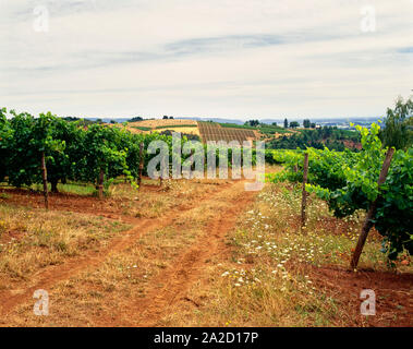 Vineyard near town of Dundee, Yamhill County, Oregon, USA Stock Photo