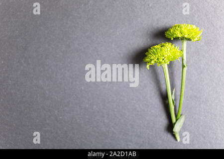 Two delicate yellow flowers on black slate with copy space Stock Photo