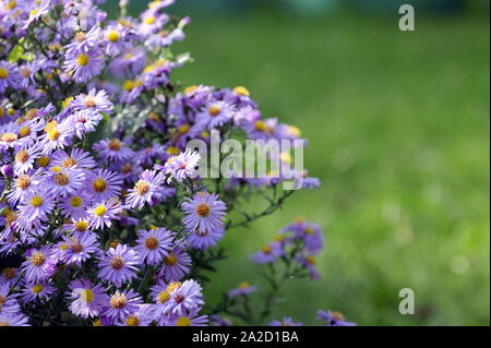 Pollination Of Violet Flowers Aster (Little Carlow) Stock Photo