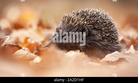 European hedgehog, erinaceus europaeus, sniffing in autumn forest with orange leafs on the ground. Wild rodent with snout in wilderness Stock Photo