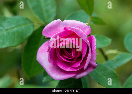 Single dark pink rose in garden against soft focus green foilage Stock Photo