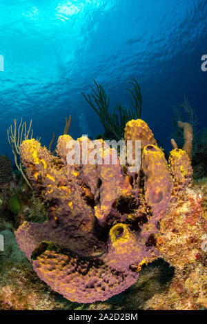 A Yellow Tube Sponge (Aplysina fistularis) at Arm Chair, Grand Cayman