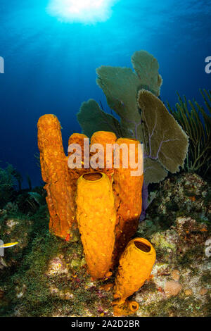 A Yellow Tube Sponge (Aplysina fistularis) at High Rock Dropoff, Grand Cayman