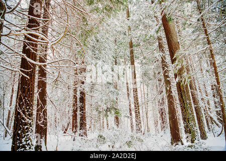 Landscape with forest in winter, Bainbridge Island, Washington, USA Stock Photo