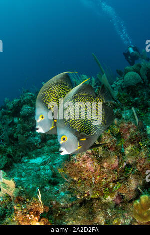 A pair of French Angelfish (Pomacanthus paru) at Black Rock, Grand Cayman Stock Photo