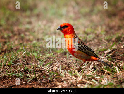 Madagascar Fody, Mahe Island, Seychelles Stock Photo