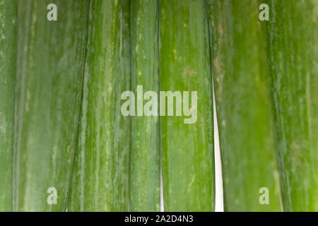 Large spring onion bulbs on a light wooden surface Stock Photo