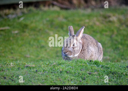 Wild rabbits on a caravan park. Rabbits are small mammals in the family Leporidae of the order Lagomorpha (along with the hare and the pika). Stock Photo
