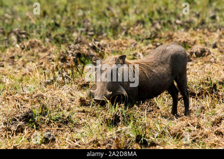 Common warthog (Phacochoerus africanus) in Busanga Plains. Kafue National Park. Zambia Stock Photo