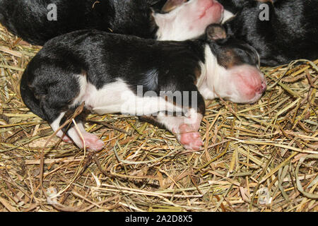 Newborn Mini Bernedoodle Puppies Lying In Straw and Sleeping Stock Photo