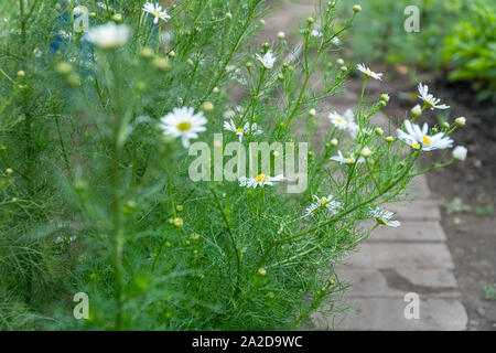 White chamomile flowers on natural background. Selective focus Stock Photo