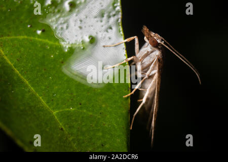 An insect rests on a leaf. Stock Photo