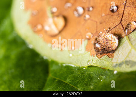 Rain drops on leaves. Stock Photo