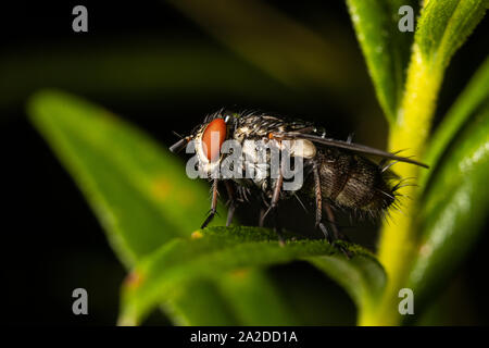 An insect rests on a leaf. Stock Photo