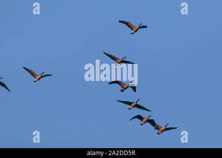 A flock of Canada geese in flight. Stock Photo