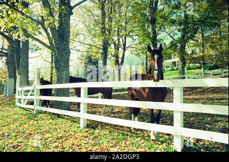 New England pasture with standardbred horses - Woodstock, Vermont Stock Photo
