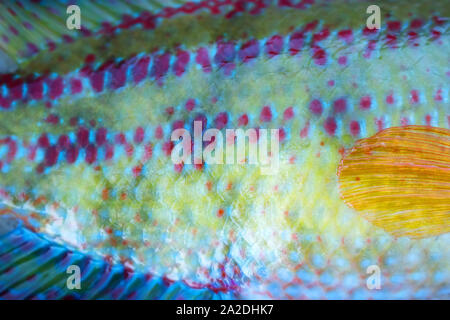 Long-striped wrasse (Symphodus tinca, rainbow fishes, Labrus, ray-finned fish) from the Black sea (North shore). Multi-colored scales and fins, as if Stock Photo