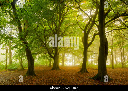 Mist illuminates the beech woodland in Chevin Forest Park, Otley, producing a vibrant green and orange glow on an early autumn morning. Stock Photo