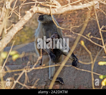 The female langur with the little cub. Indian monkeys Stock Photo