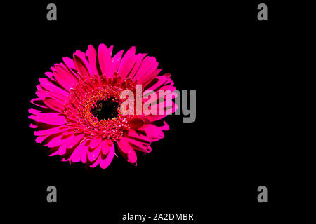 Pink gerbera on a black background. Isolated from background. Perfect flowers for the home. Plants from the home garden. Stock Photo