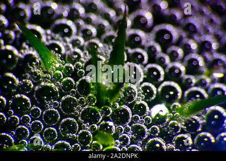 Very interesting phenomenon. Water in tundra filled with wonderful air balloons - North colony of Nostoc cyanobacteria. Window into world of ultra mac Stock Photo