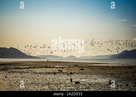Shorebirds flying near Gustavus beach at the mouth of the Salmon River in Southeast Alaska. Stock Photo