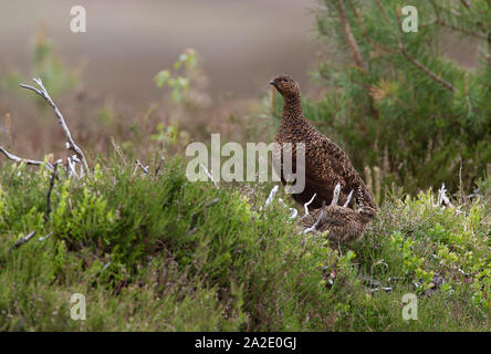 Red Grouse, Lagopus lagopus scoticus,  Single adult female standing in heather with one chick.  The Highlands, Scotland, UK. Stock Photo
