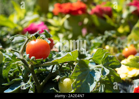 Close-up of tomato plant in flowerpot. Red and green tomatoes on the branches. Stock Photo