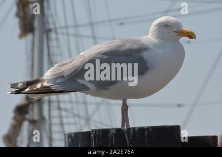 Herring Gull (Larus argentatus) Germany Stock Photo