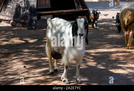 Black and white spotted beautiful goat on green summer meadow outside small family farm. Stock Photo