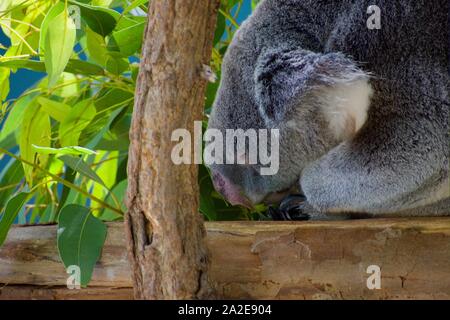 Queensland koala resting on perch Stock Photo