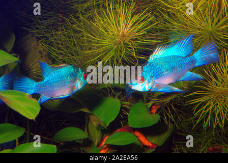 Pair of Electric blue ram, Microgeophagus ramirezi Stock Photo