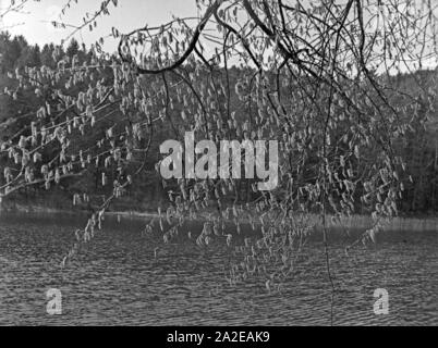 Weidenkätzchen an einem See in Masuren, Ostpreußen 1930er Jahre. Willow catkins at a lake in Masuria, East Prussia, 1930s. Stock Photo