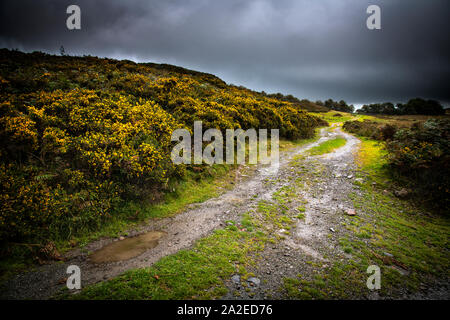 A track running along the flank of Great Burney on Kirkby Moor near Ulverston in Cumbria. Stock Photo