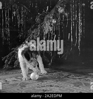 Ein kleiner Hund spielt mit einem Ball unter dem Weihnachtsbaum, Deutschland 1930er Jahre. A little puppy playing with a ball under the christmas tree, Germany 1930s. Stock Photo