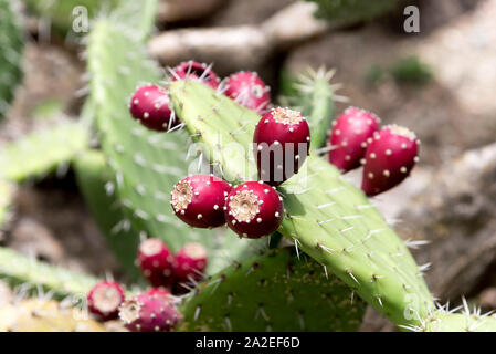 Close up of a spiky cactus Stock Photo