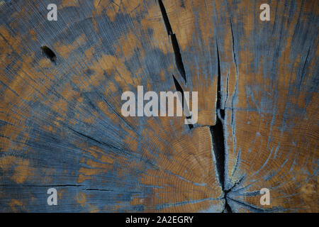 Close-up of cross-section of tree. The trees are seen. Stock Photo