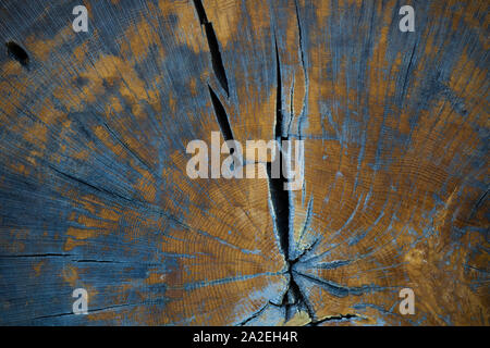 Close-up of cross-section of tree. The trees are seen. Stock Photo